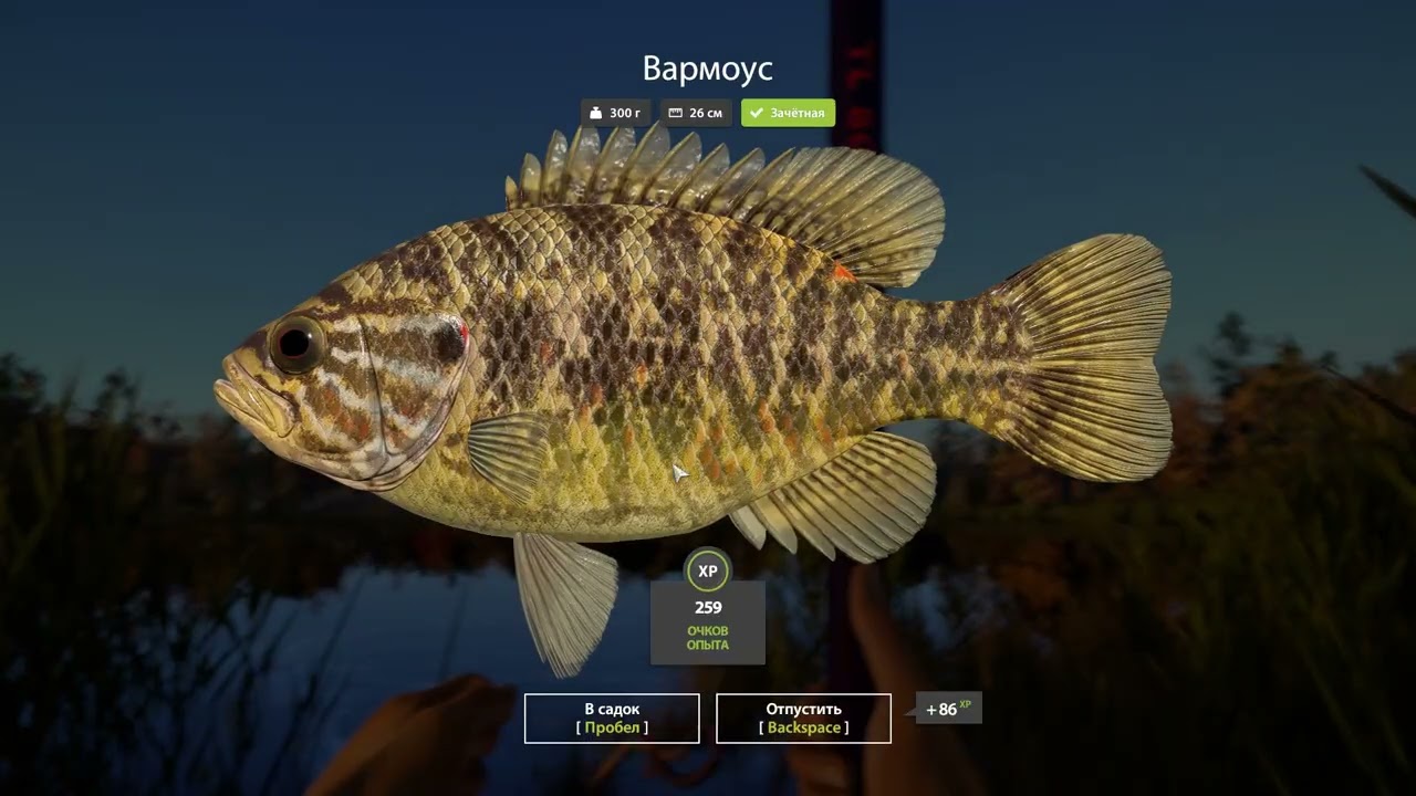 Russian Fishing 4 2026 02 02   10 40 56 03