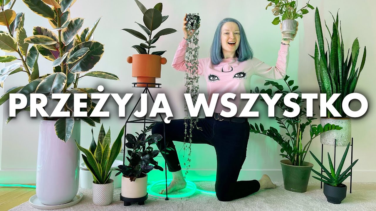 Rośliny, które TRUDNO ZABIĆ 🌿