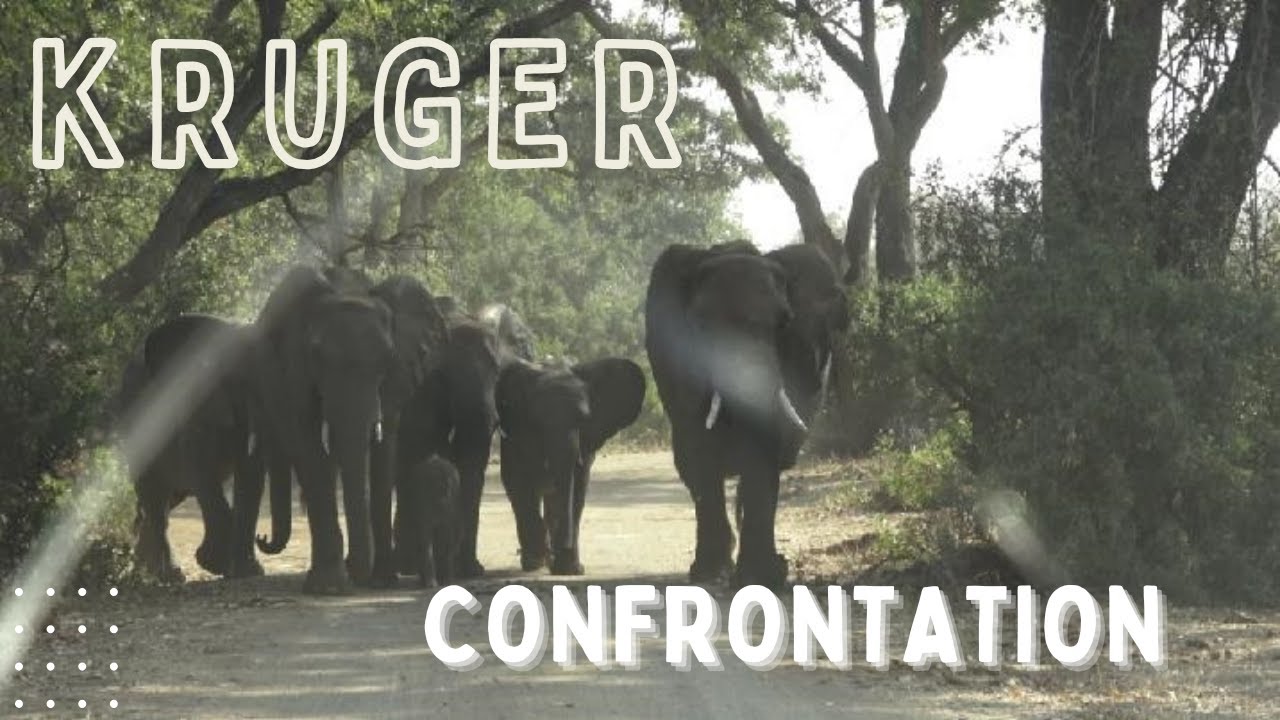 Крюгер-парк — еще один невероятный момент Крюгера!
