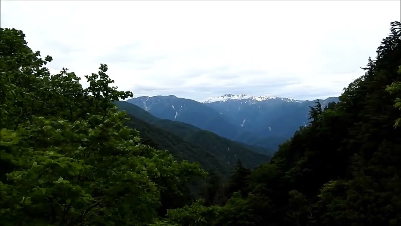 コケイランと白山連峰眺望