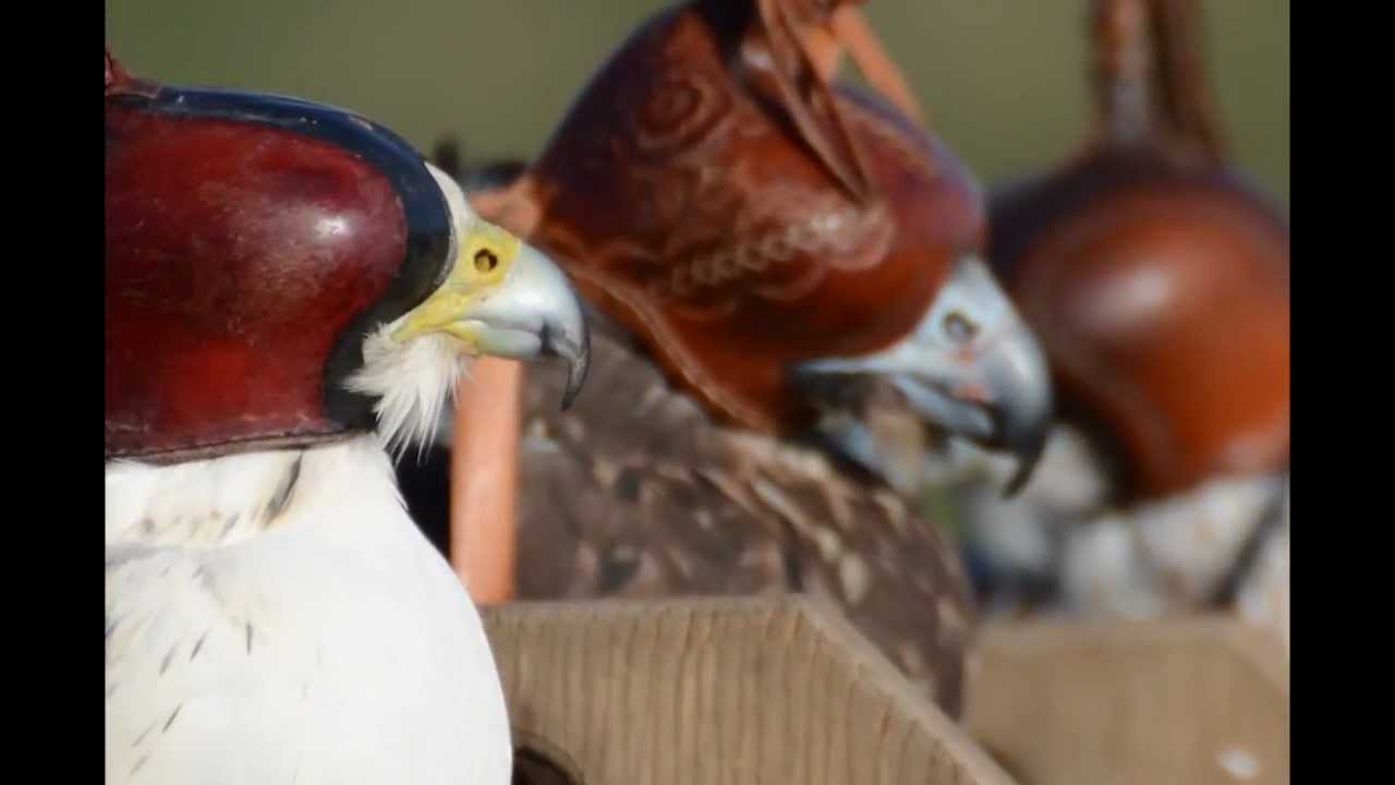 Volando con HALCONES , CETRERIA.