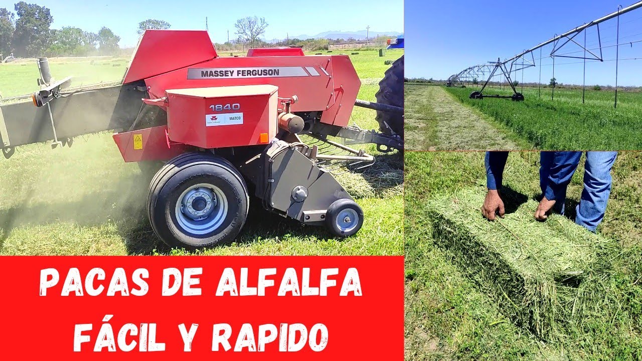 Pacas de alfalfa  con empacadora HESSTON Massey Ferguson 1840.