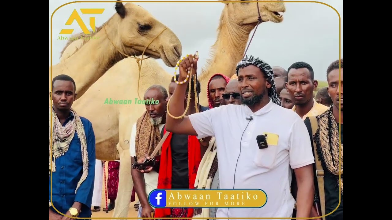 Hab dhaqanka geel jifada Cabdicoon ugu wareejisay rer Abtigood Yaaquub Ciise + Duco.