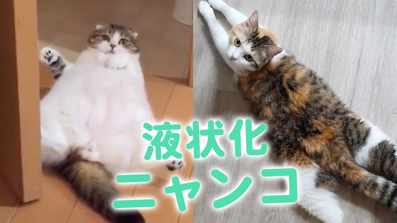 やっぱり液体だった！ ニャンコ達がとろける瞬間…