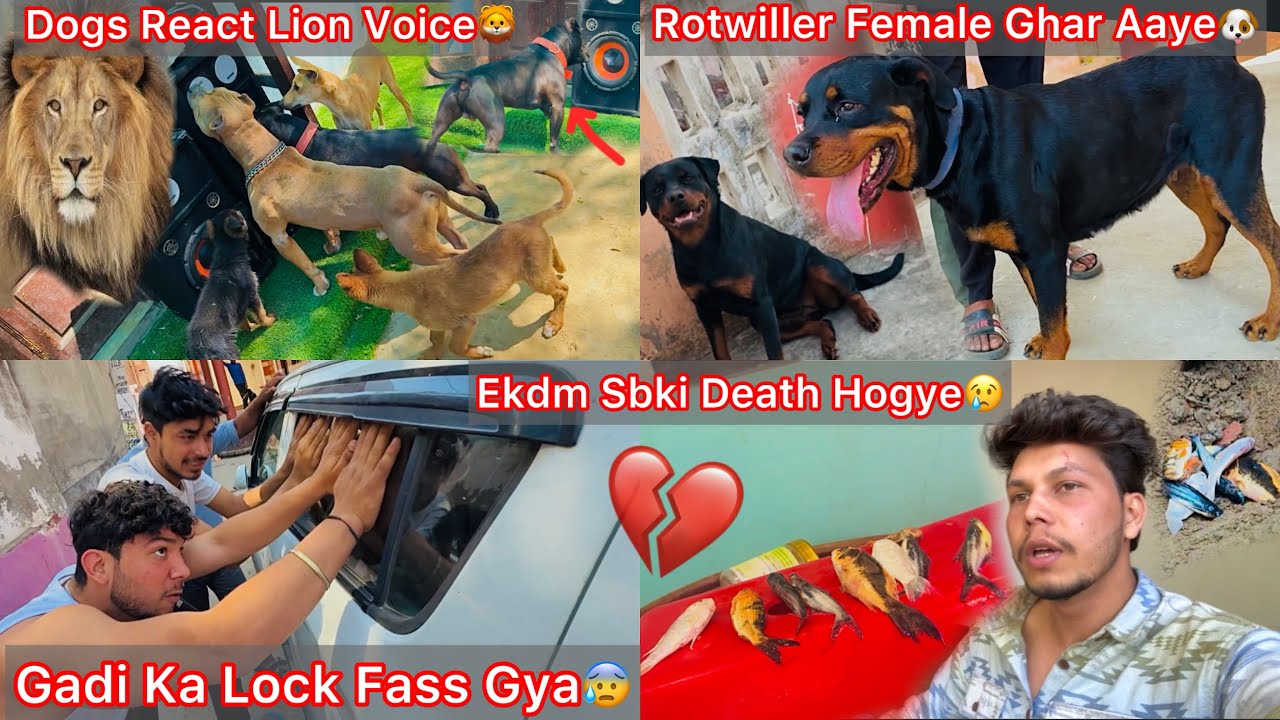 D.J Par Lion Ki Voice Chala De Dogs React🔥New Rotwiller Dog Ghar Aya🐶Ekdm Se Sb Fish Ki Death Hogye💔