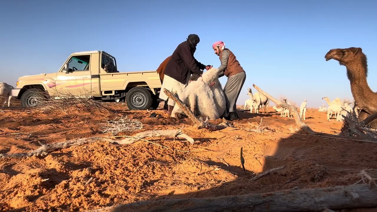 عشوائيات عند الابل ٣ 