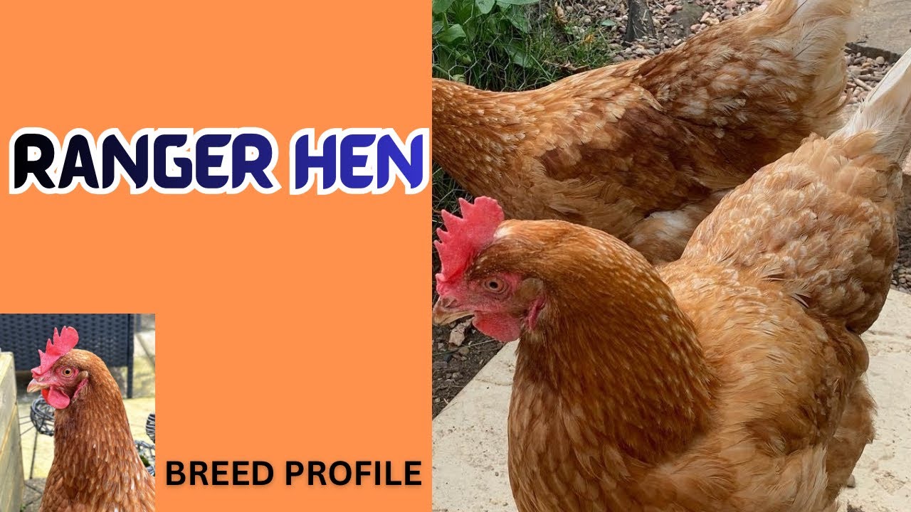 Куры породы Рейнджер: правда об этом популярном гибриде.