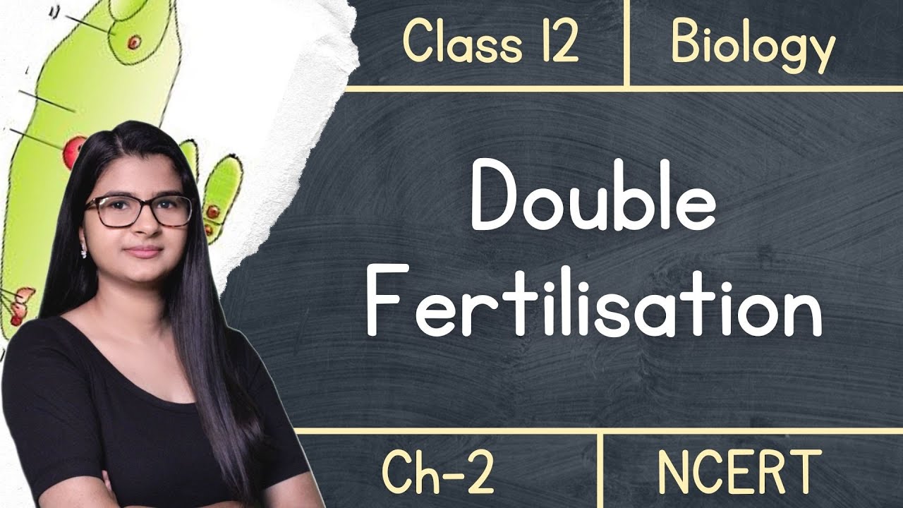 Class 12 - Double Fertilisation & Triple Fusion ! under 4 mins !