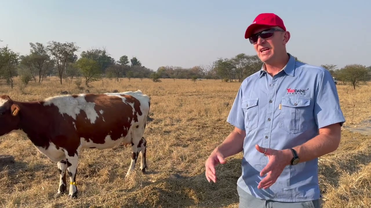 Tip of the Month: Dairy farming with holistic veld management.