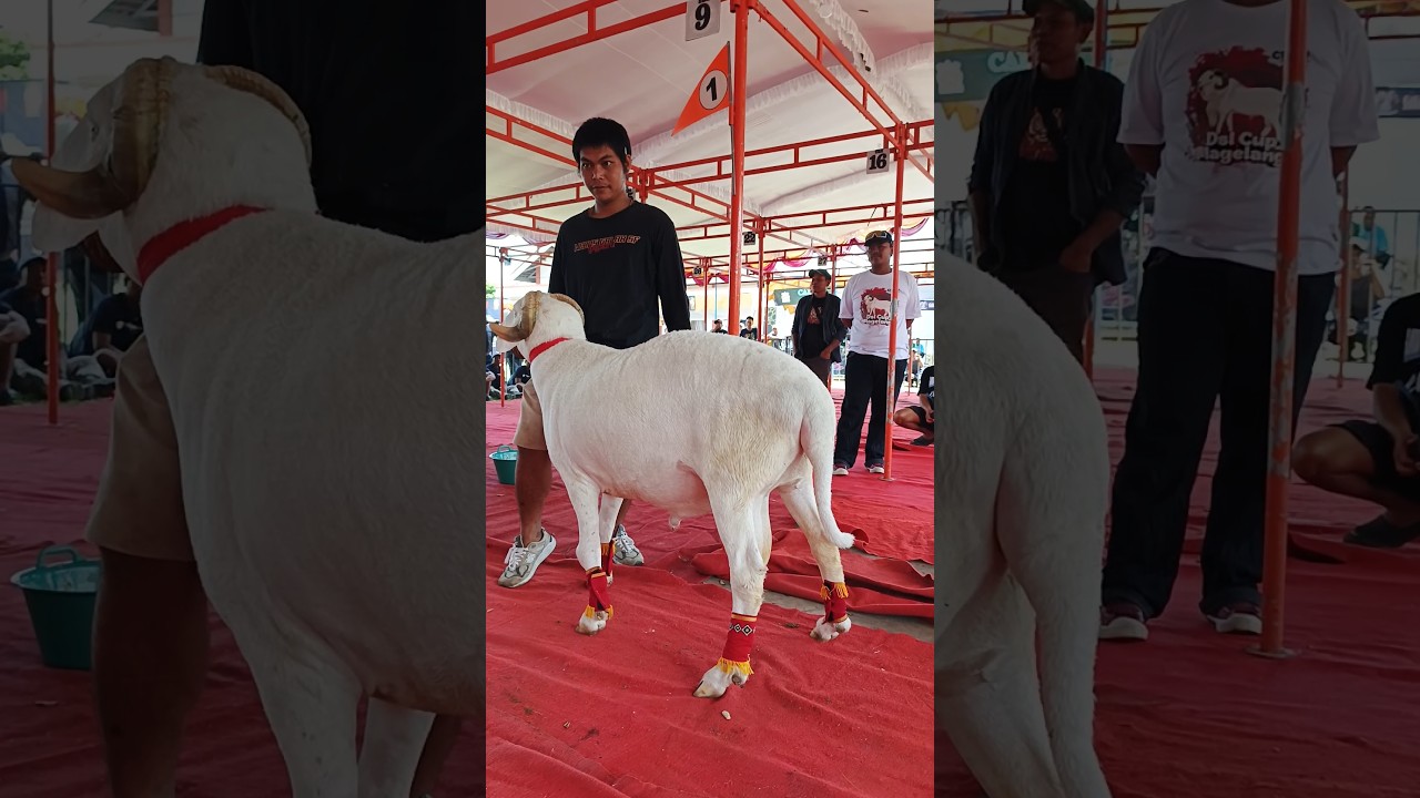 Juara 1 Kontes Domba Ekstrim DSL cup Magelang #dombakontes #dombaekstrim #shorts