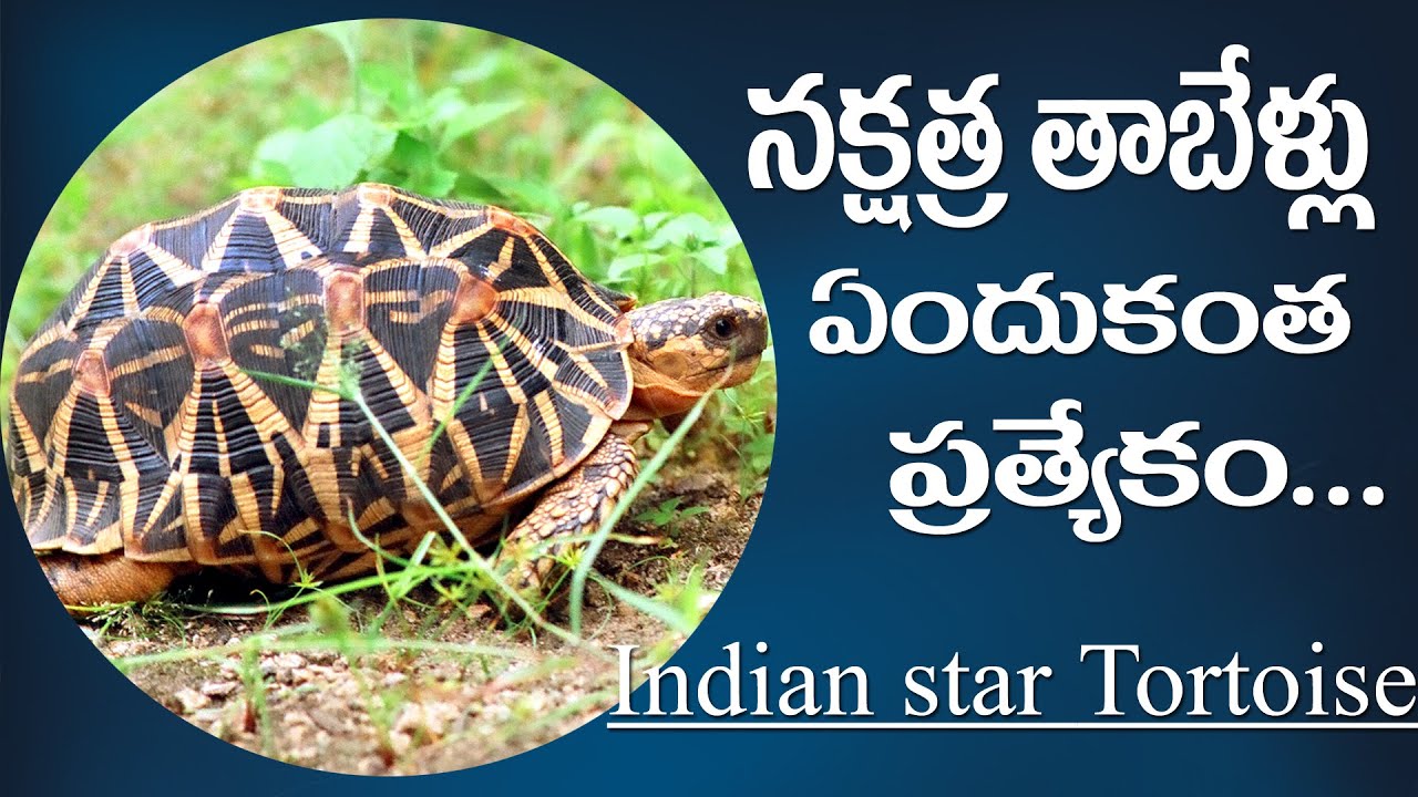 Star Tortoise, Indian star tortoise, Nakshatra tabelu, Tortoise, Exotic pet,  Reptile | In Telugu |