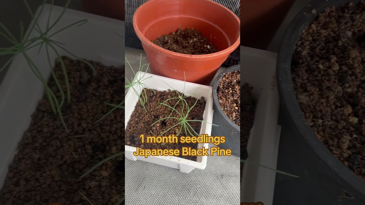 #japaneseblackpine #bonsai #gardening #blackpine #seeding #sowingseeds