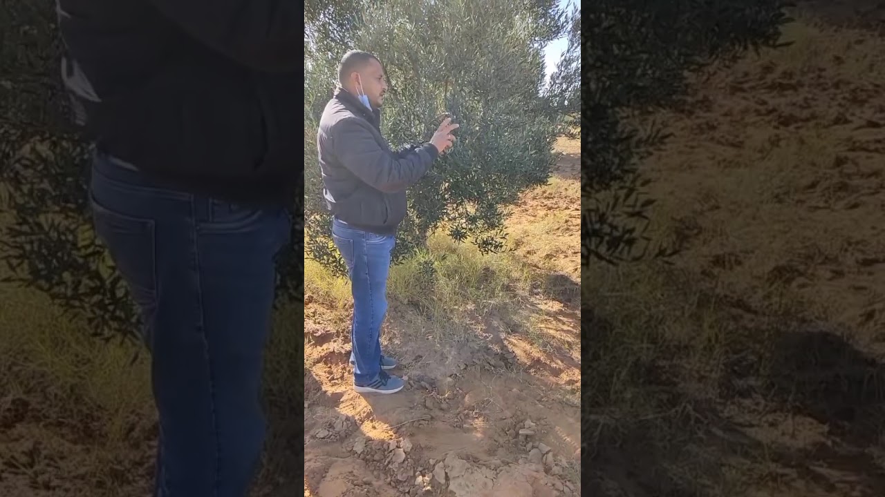 تعلم فن تقليم الإثمار لأشجار الزيتون خطوة بخطوة الجزء الثاني