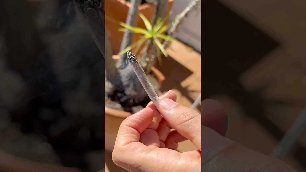 Testing Runtz from Barneys Farm 🌱 Review and Impressions