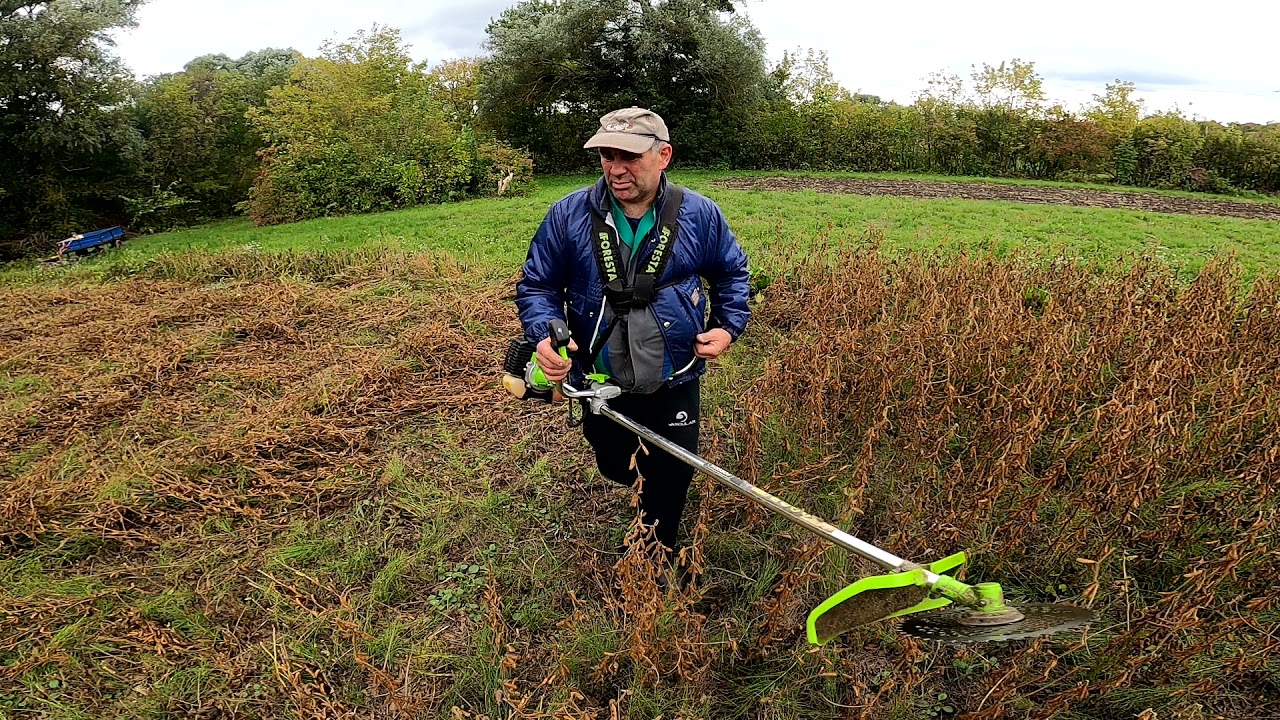 Уборка сои. Мотокоса и мотоблок. Soybean harvesting. Moto-cutter and walk-behind tractor.
