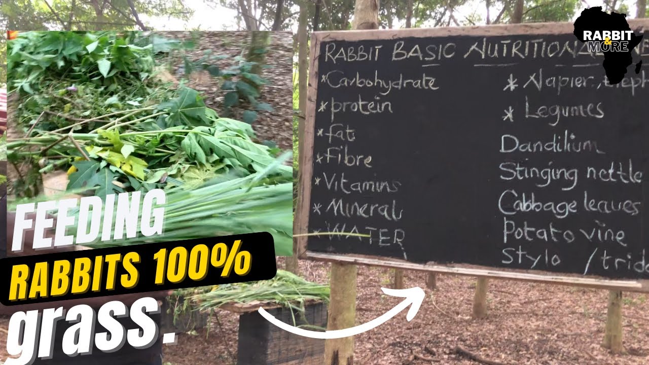 Feeding Rabbits on 100% Grass & Types of Grass to Feed