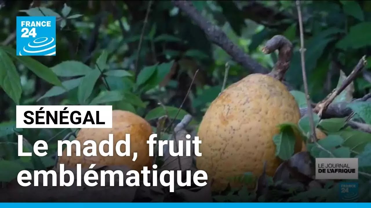 Le madd, fruit embl&eacute;matique de Casamance au S&eacute;n&eacute;gal &bull; FRANCE 24
