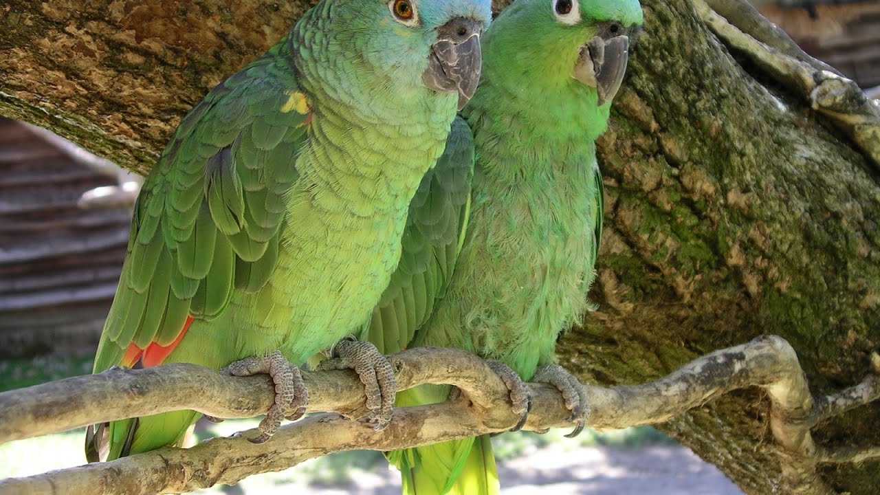 Necə oldu ki, tutuquşular Bakı parklarında təbii halda yaşamağa başladılar?