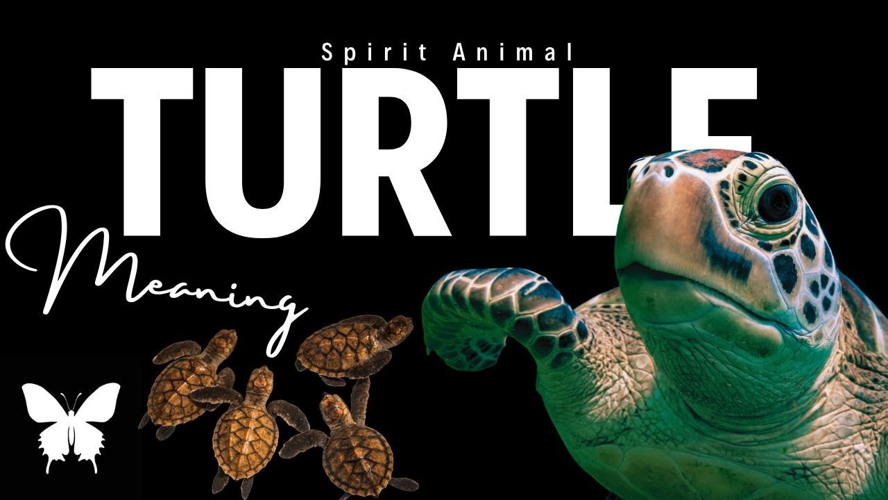 Turtle Spirit Animal | Turtle Spirit Guide | Turtle Symbolism | Turtle Totem