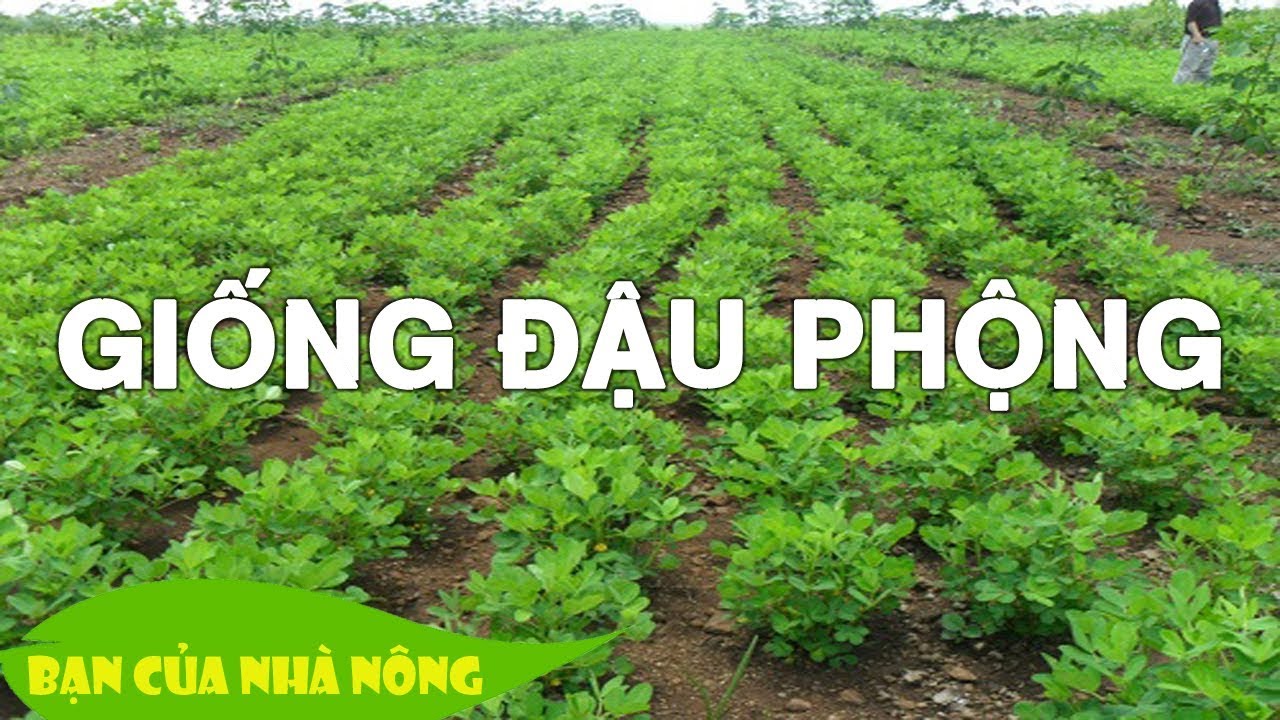 Cách nhân gống Đậu Phộng (Lạc) tỷ lệ nảy mầm cao, cây non cực khỏe