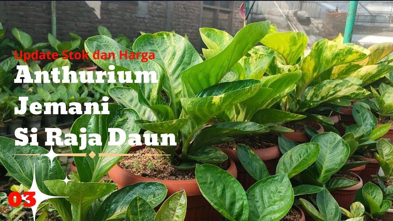 UPDATE STOCK DAN HARGA TERBARU ANTHURIUM JEMANI 2024 #anthurium #jemani #jemanimangkok #jemanipink