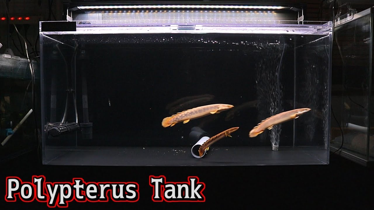 新しいポリプテルスを買ってきたんだけど、ちょっと残念な性格だった【アクアリウム】