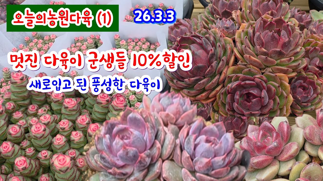 오늘의농원다육(1) 멋진 다육이들 군생 10%할인 산딸기 디오르 퍼플라인로즈 파차이 더스티로즈 노랑풍선 