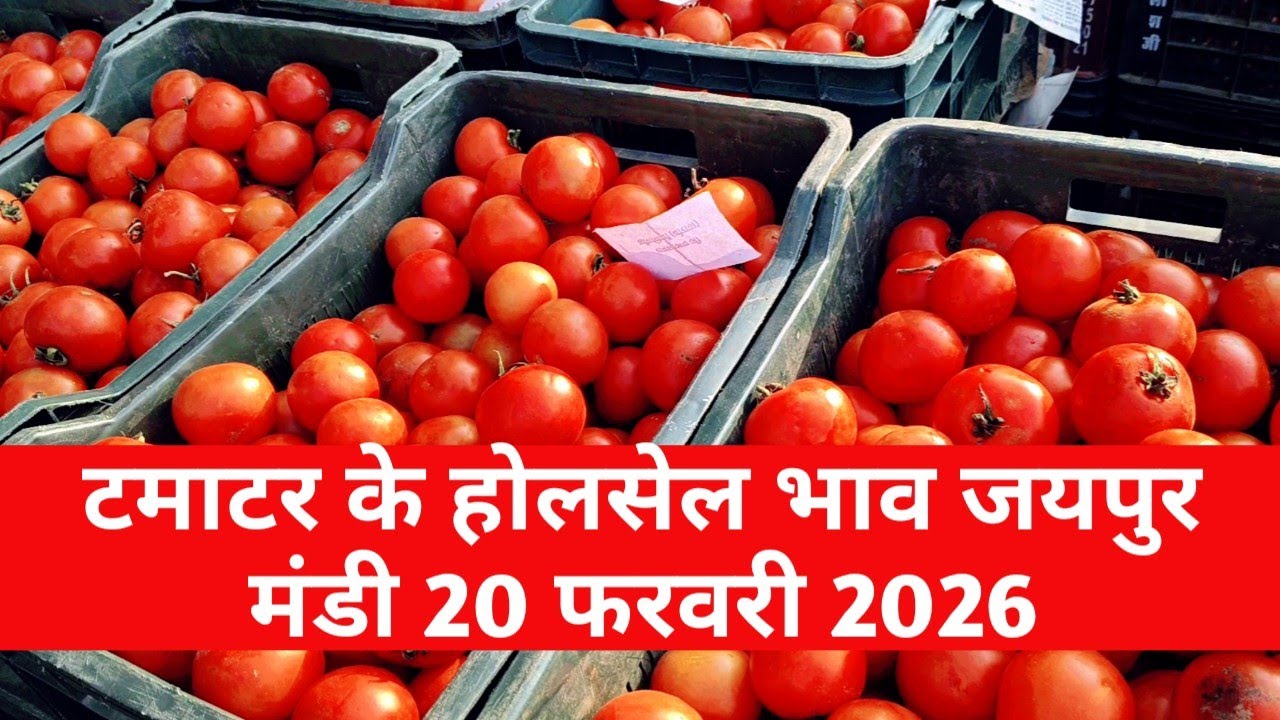 20 फरवरी 2026 टमाटर का होलसेल भाव जयपुर मुहाना मंडी / टमाटर का ताजा भाव / jaipur mandi bhav 