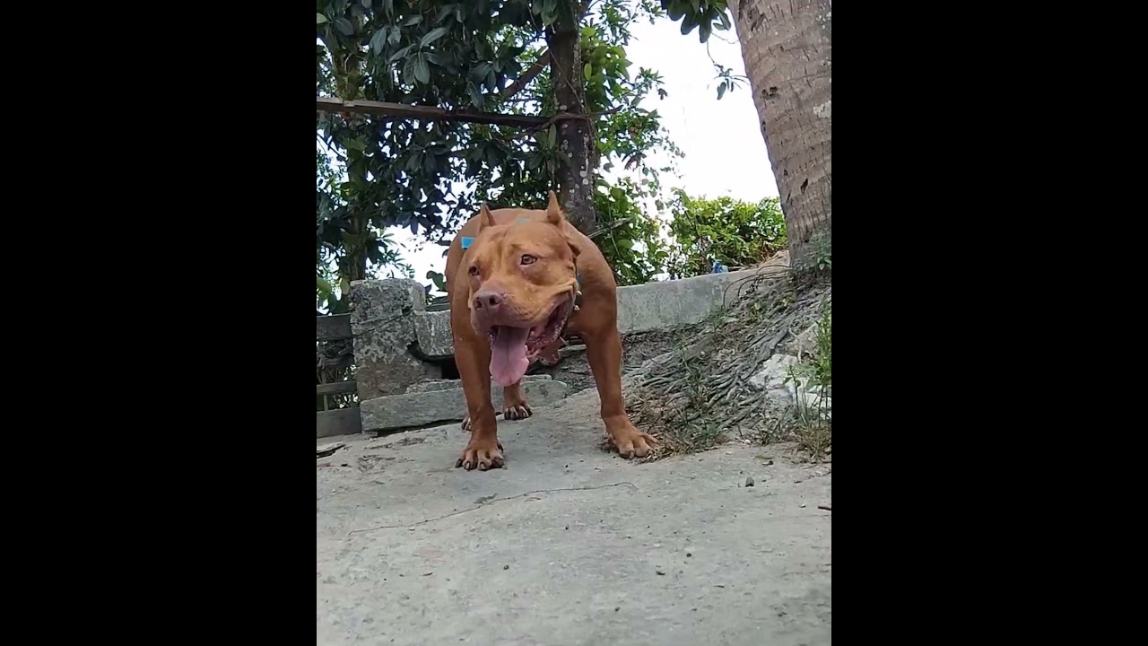 Pit Monster Bull 