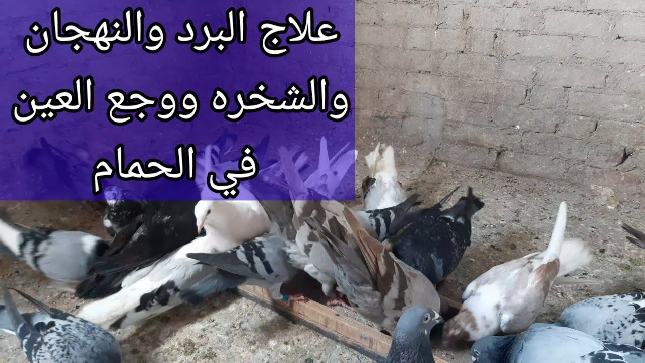 علاج البرد والنهجان #شخره وضيق تنفس الحمام#دمعه العين #حمام بيخس واقف كاشش #سيد فرج