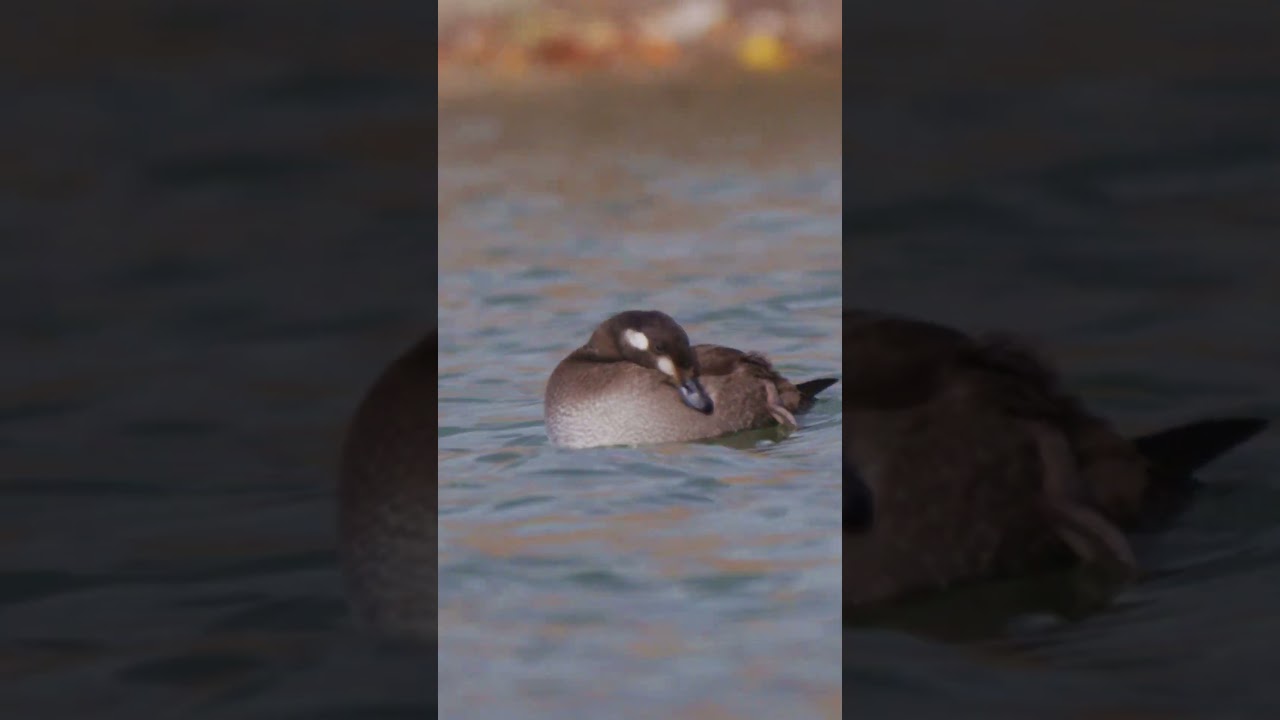 SEA DUCKS in Missoula?! 🦆 A trio ofWhite-winged Scoters touched down at Fort Missoula
