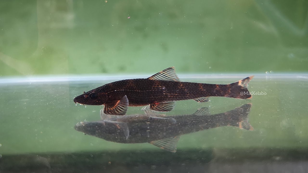 Balitoropsis zollingeri @ Black Lizard Loach/Ikan Cicak (Malaysia)