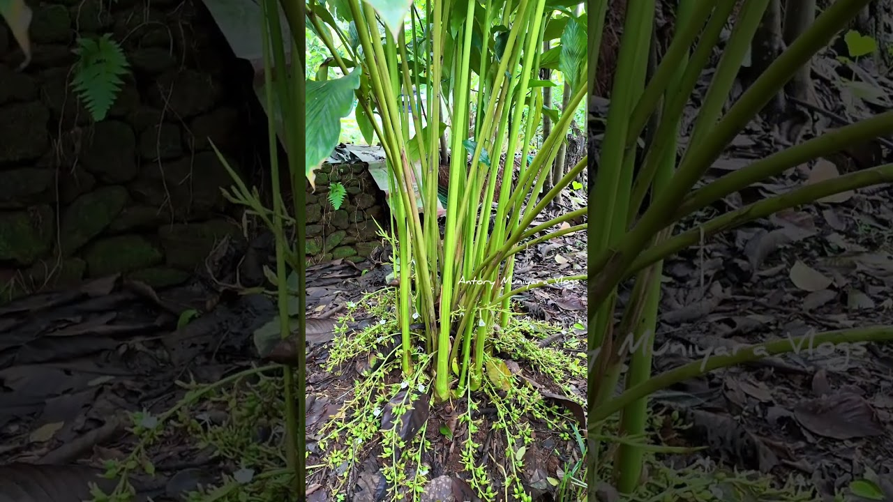 കണിപറമ്പൻ ഏലം