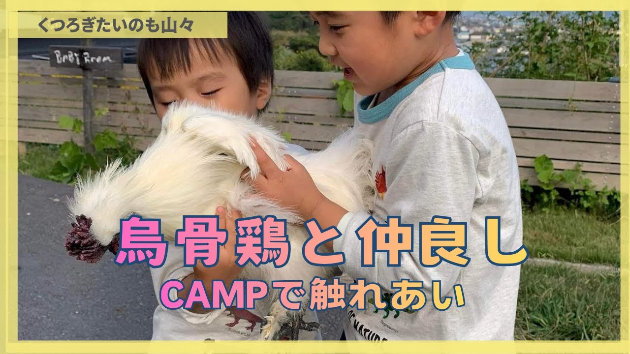 烏骨鶏と仲良し CAMPで触れあい#camp  #子育て 