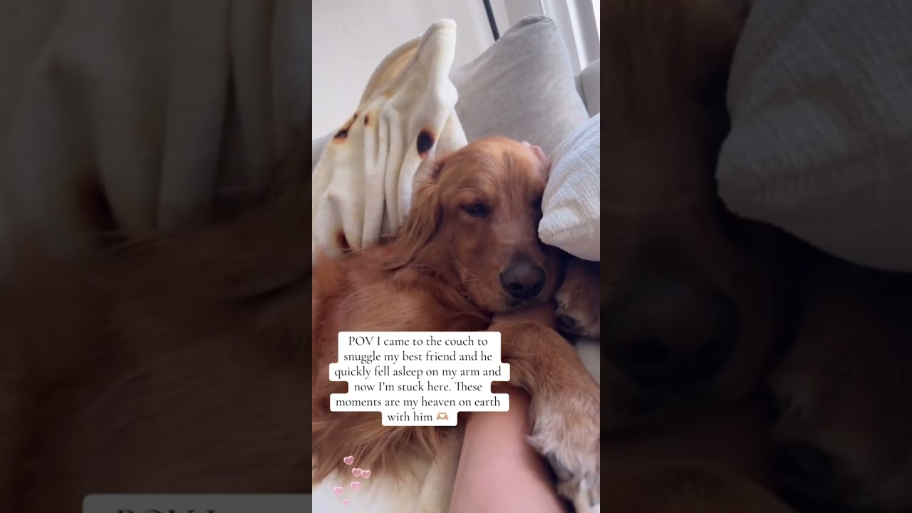 Dogs like to sick to their owners when they sleep 🥰🥰