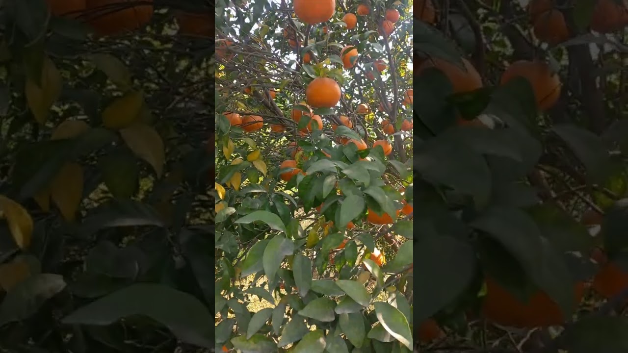 Mian orange furit Harvesting fruit . 