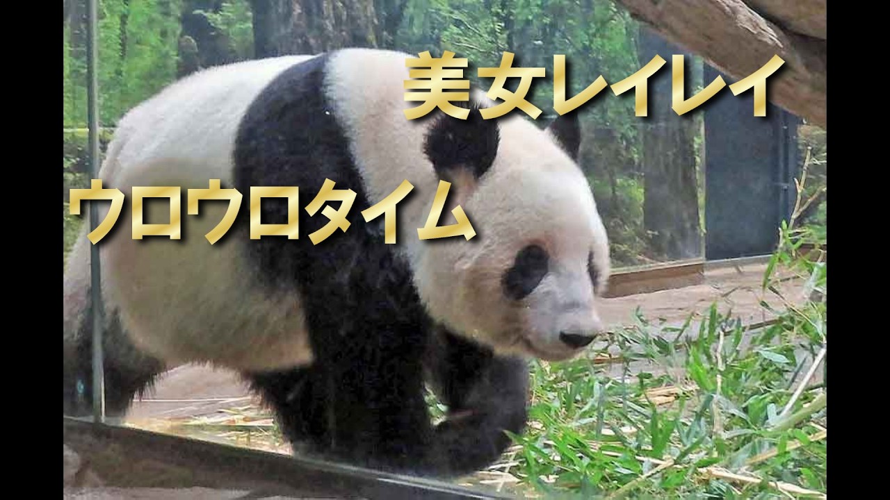 2026.1.8【双子パンダ】お部屋での可愛らしいシャオシャオとレイレイを観覧しました！！