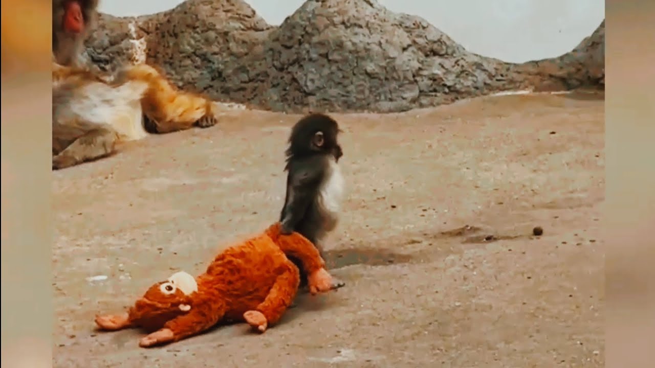 Viral baby Punch Monkey l Emotional story of Baby Punch Monkey 