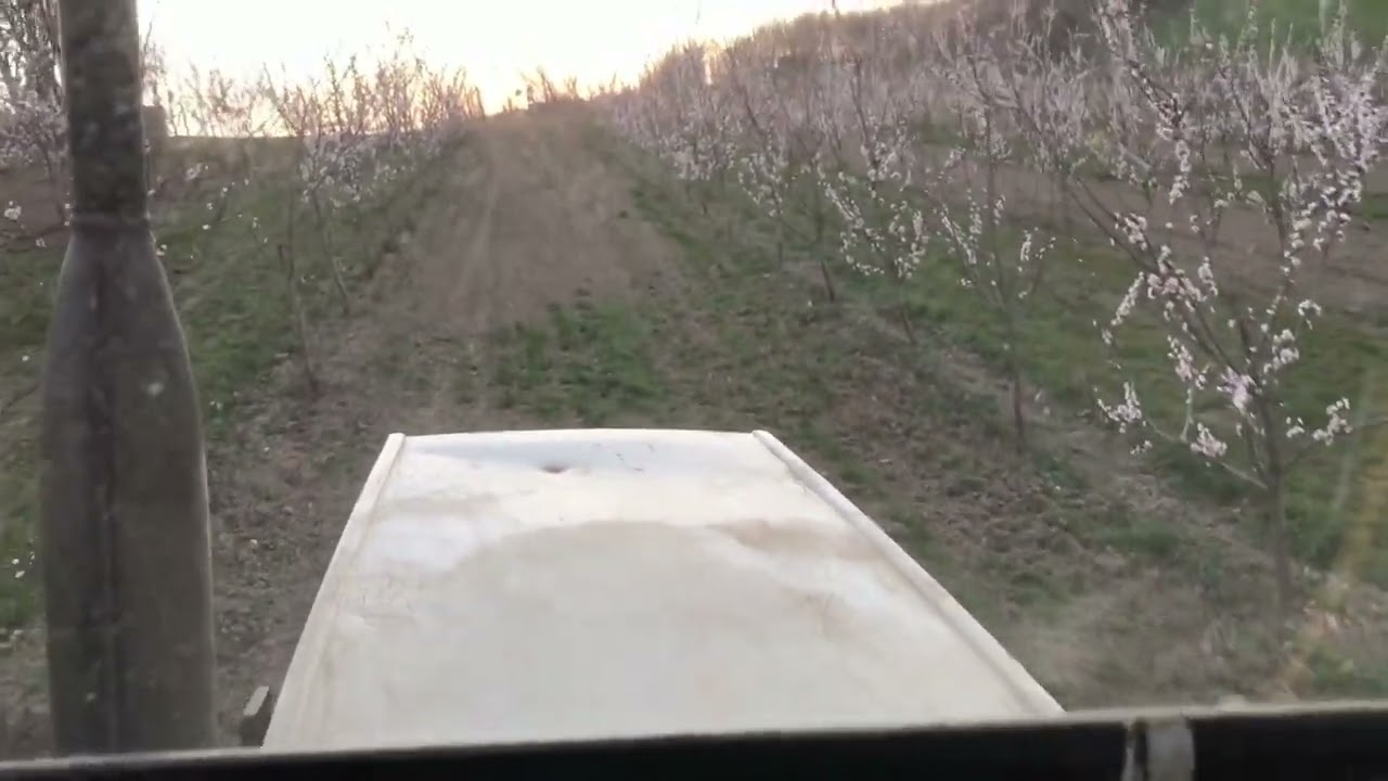 Pflanzenschutz in der Marille