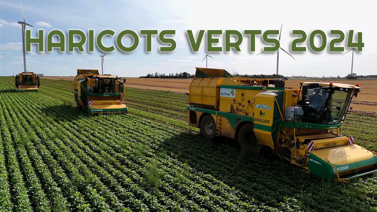 Récolte haricots verts avec 3X OXBO BP2140