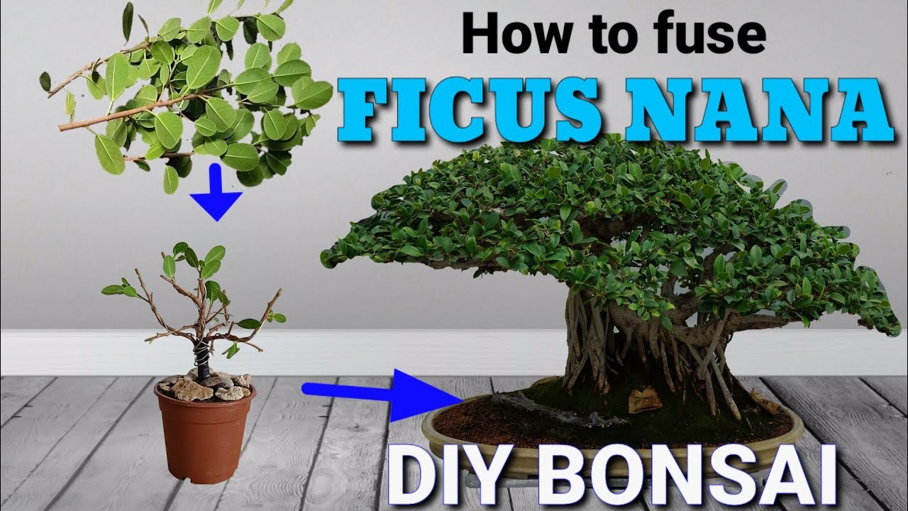 Paano mag-fuse ng Ficus Nana | How to fuse Ficus Nana | ficus nana bonsai | #bonsai #ficusbonsai