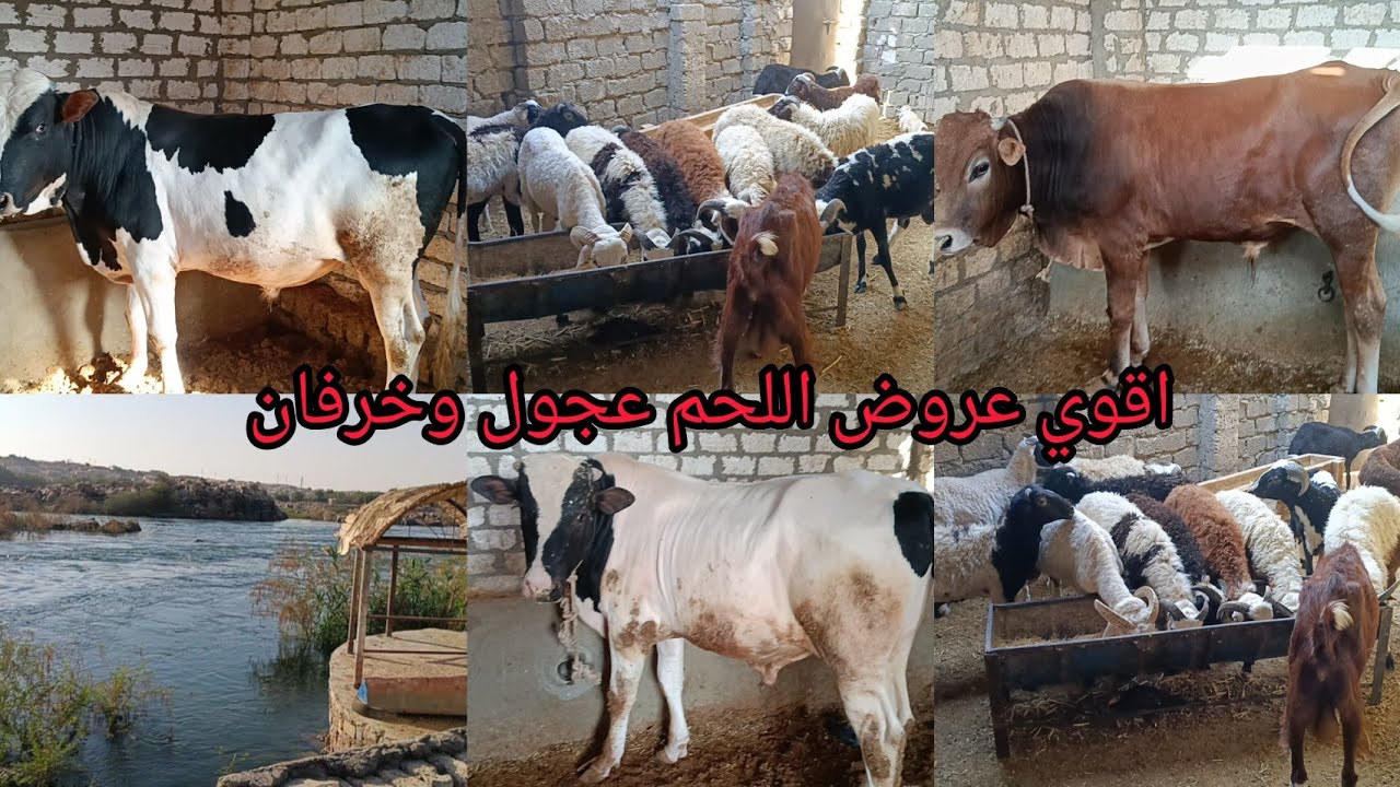 اجمل العروض من داخل مزرعة الاستاذ صابر عسكر عجول لحم خرفان لحم اليوم ٢٠٢٦/٢/١٦