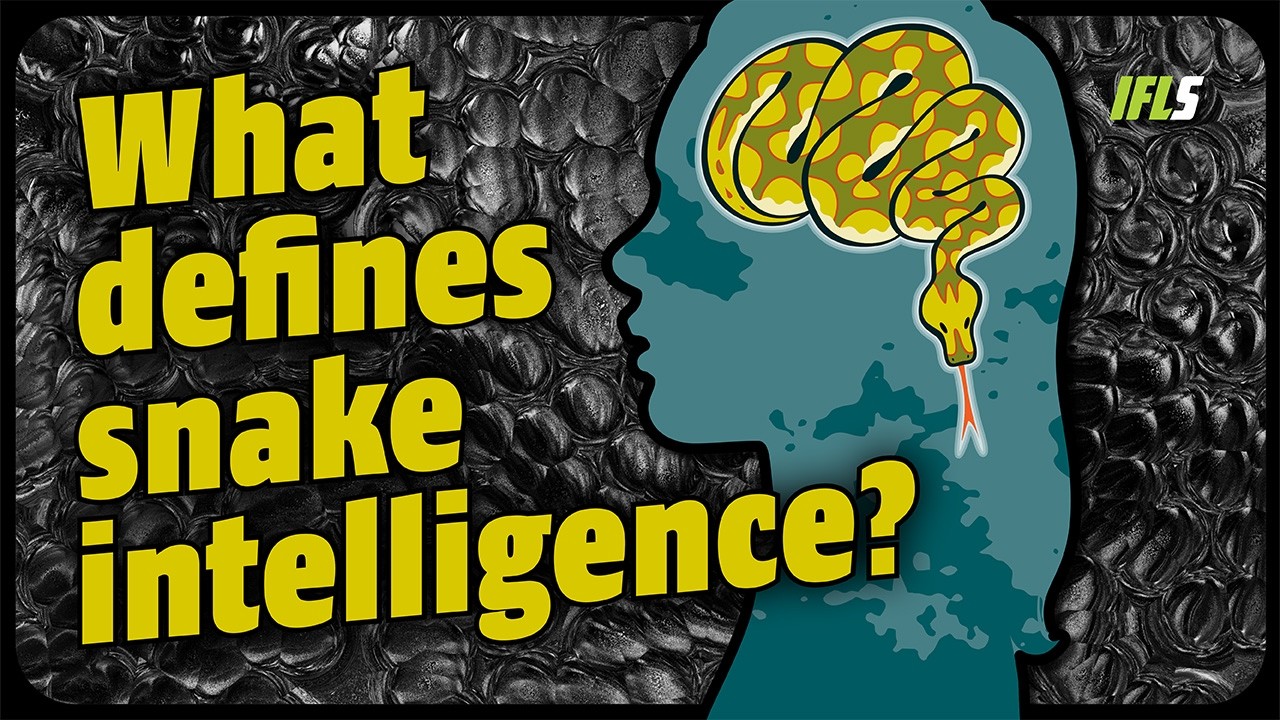 Какой вид змей самый умный?
