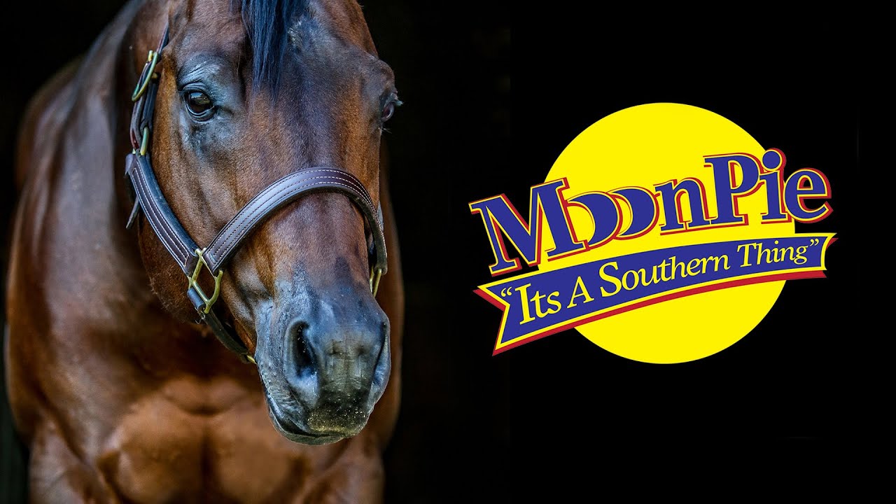 Its A Southern Thing: 2010 Bay AQHA Stallion