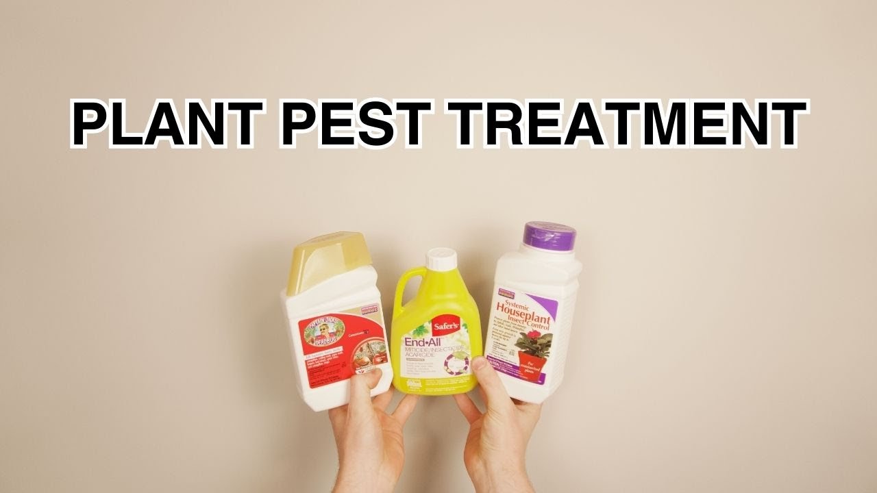 Houseplant Pest Management: Dealing with Thrips and Spidermites