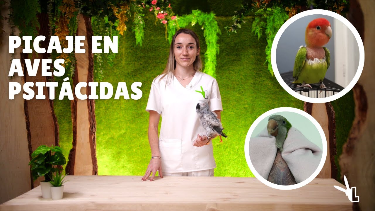 ¿TU LORO SE ESTÁ QUITANDO LAS PLUMAS? - Picaje en Aves Psitácidas