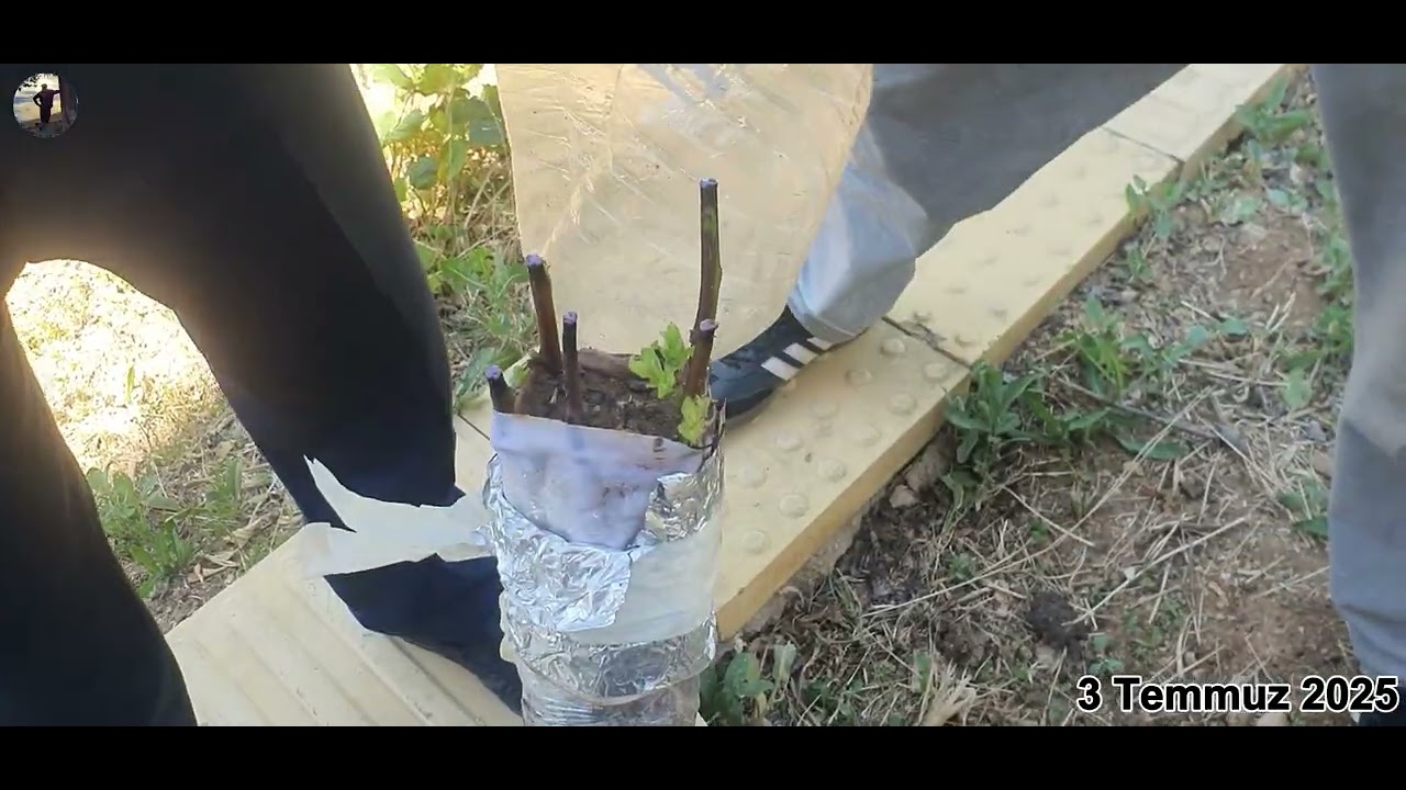 Elma, Armut, Kayısı, Şeftali Aşı Denemem | 10 Ağaçtan 8’i Tuttu