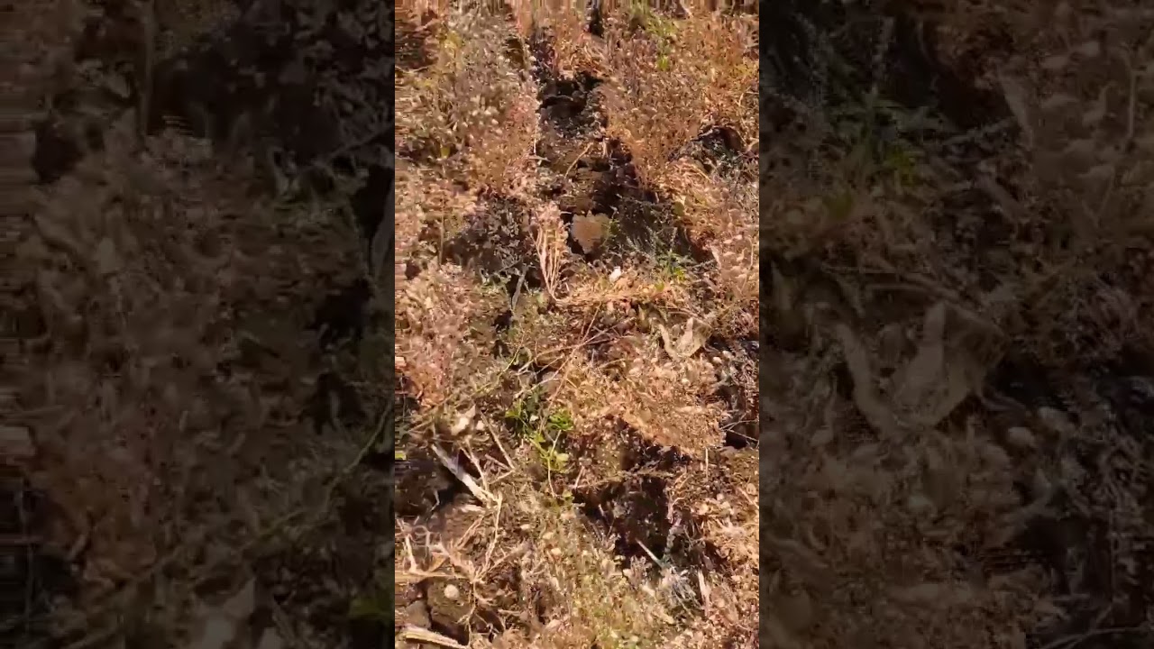 Bengal gram crop #farming