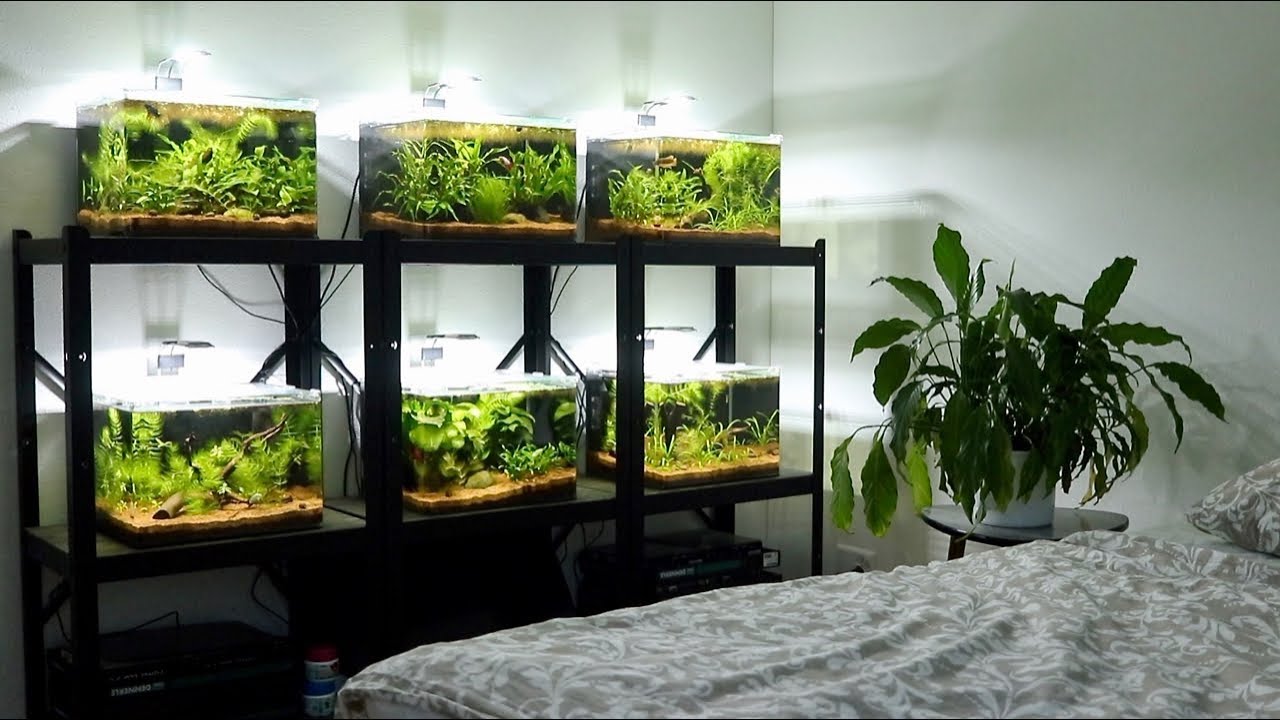 All my Betta Fish! | Planted Betta Fish Tank Setups