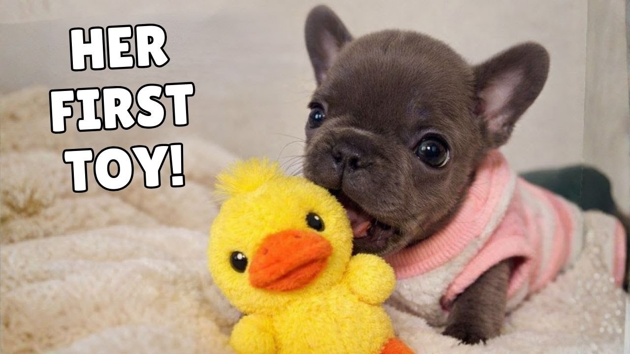 Tiny Frenchie Is Thrilled With Her First Toy — She Loves It So Much! 😆🐶